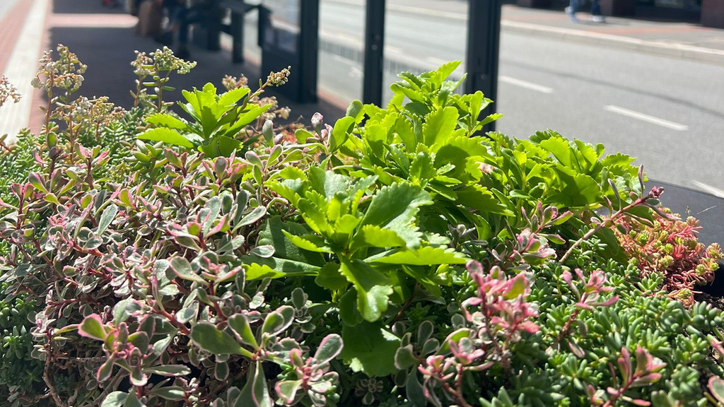 The new bus shelters at Kiel's main railway station are turning green